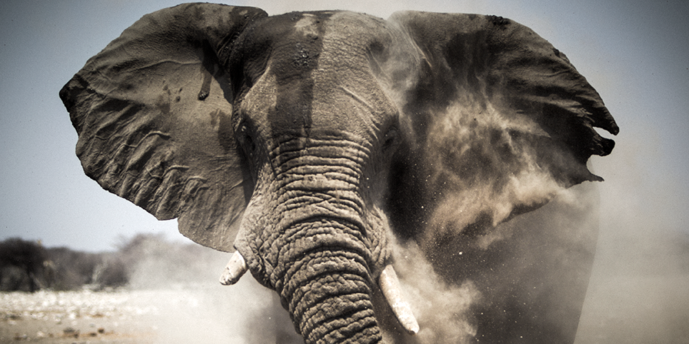 Dust bathing elephant, Etosha National Park