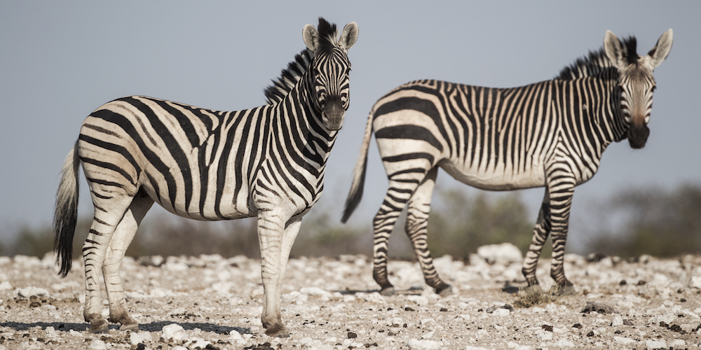 Plains and mountain zebra, Etosha National Park