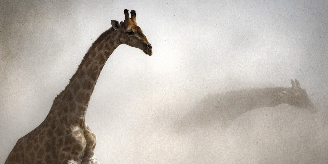 Giraffes in a dust cloud, Etosha National Park