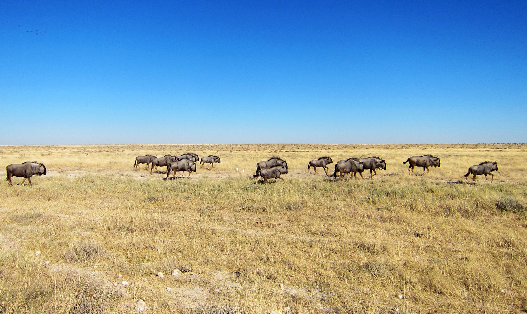 Wildebeests on a flat plain in Etosha National Park
