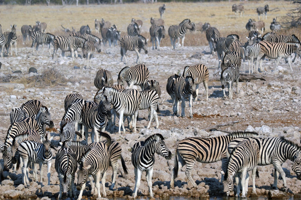 Hundreds of zebras heading to the Okaukuejo camp waterhole
